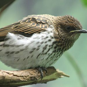 Violet starling female