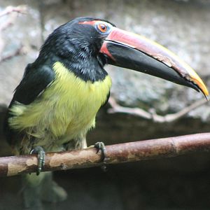 Green aracari