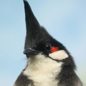 Red-whiskered bulbul