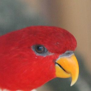 Red lory