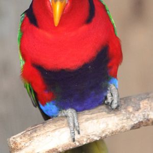 Black-capped lory