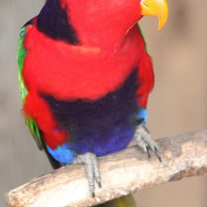 Black-capped lory