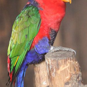 Black-capped lory