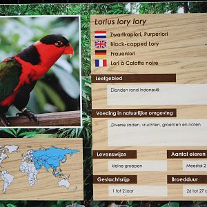 Sign Black-capped lory
