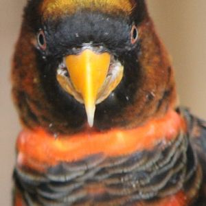 Dusky lory