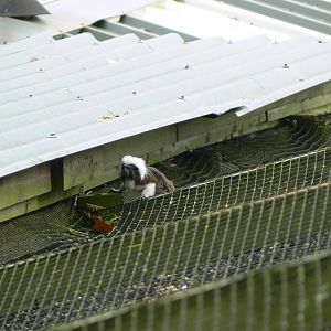 Free roaming Cotton-top Tamarin at South Lakes, 11/10/14