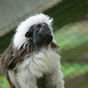 Free roaming Cotton-top Tamarin at South Lakes, 11/10/14