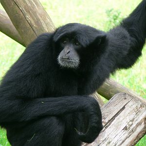 Siamang at South Lakes, 11/10/14