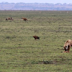 Spotted Hyena and Tawny Eagle