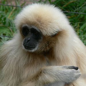 Lar Gibbon at South Lakes, 11/10/14