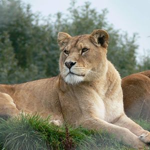 African Lioness at South Lakes, 11/10/14