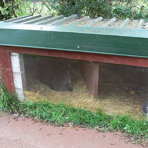 Raccoon Exhibit at South Lakes, 11/10/14