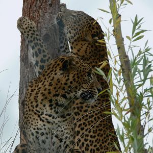Sri Lankan Leopards at South Lakes, 11/10/14
