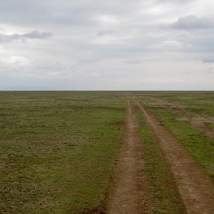 Ndutu Plains