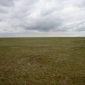 Ndutu Plains
