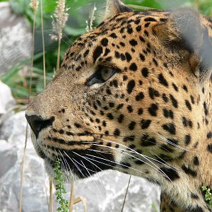 Sri Lankan Leopard at South Lakes, 11/10/14
