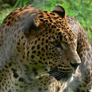 Sri Lankan Leopard at South Lakes, 11/10/14