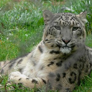 Snow Leopard at South Lakes, 11/10/14