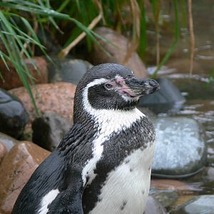 Humboldt Penguin at South Lakes, 11/10/14