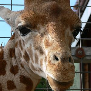 Kordofan Giraffe at South Lakes, 11/10/14