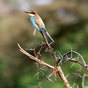 European Bee-eater