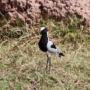 Blacksmith PLover