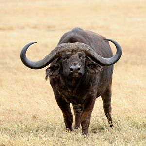 African Buffalo with very large horns