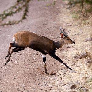 Bushbuck male