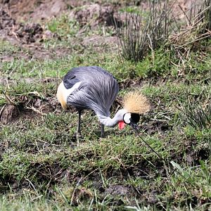Grey Crowned Crane