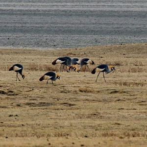 Grey Crowned Cranes