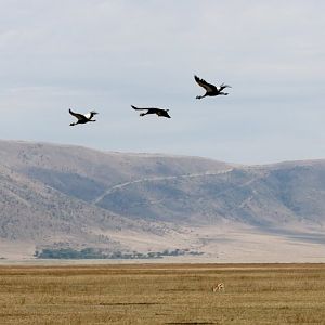 Grey Crowned Cranes