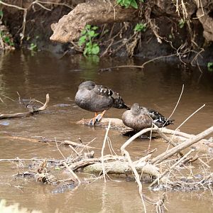 African Black Duck