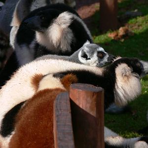 Lemur Feeding at South Lakes, 11/10/14