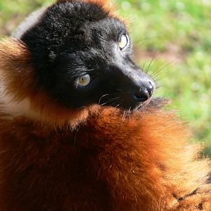 Red Ruffed Lemur at South Lakes, 11/10/14