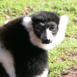 Black and White Ruffed Lemur at South Lakes, 11/10/14
