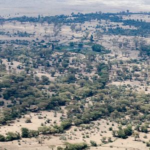 Lerai Forest from above
