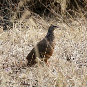 Hildebrandts Francolin