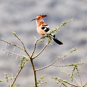African Hoopoe