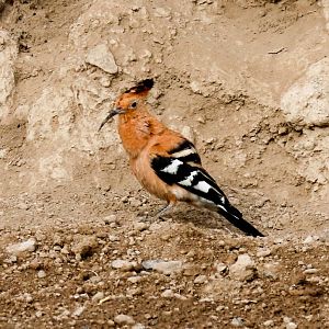 African Hoopoe