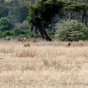 Lions stalking warthogs
