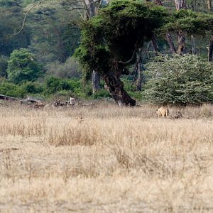 Lions stalking warthogs