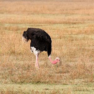 Ostrich