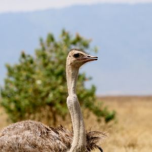 Ostrich