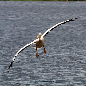 Great White Pelican