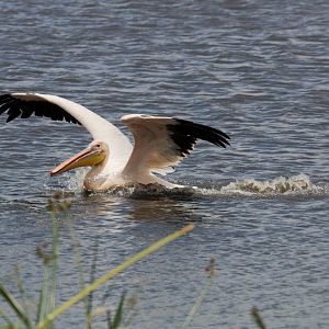 Great White Pelican