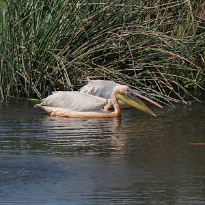 Great White Pelican