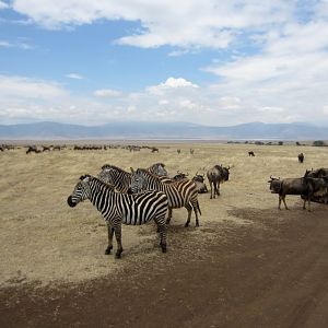 Zebras and Wildebeest