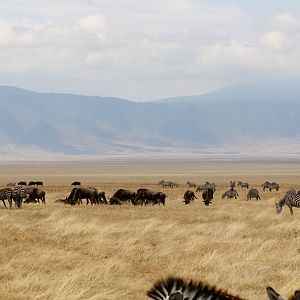 Zebras and Wildebeest