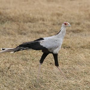 Secretarybird