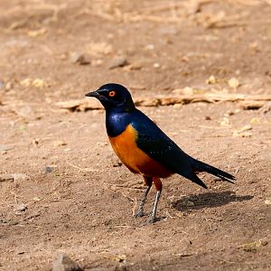 Hildebrandts Starling